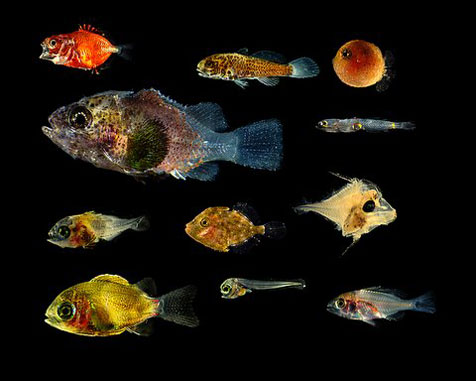 Larval fishes, displaying a wide diversity of form.