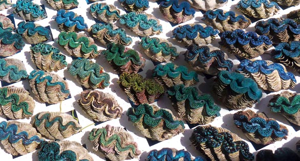 CORAL Preview: The Clams Are Coming