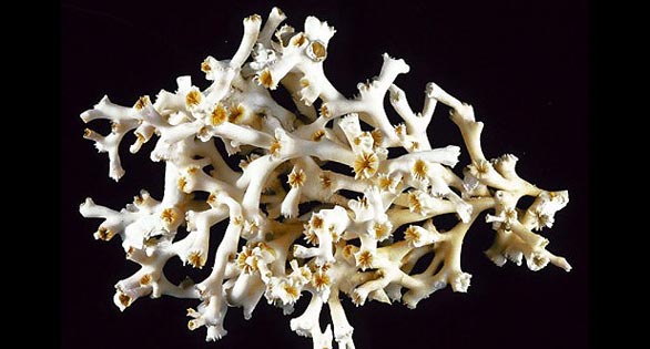Lophelia_pertusa-NOAA-586px