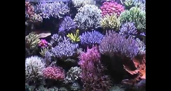 Video: Nando’s Italian Reef