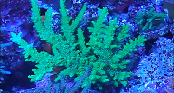 Wet-Thumb-Frags-Video-Shot