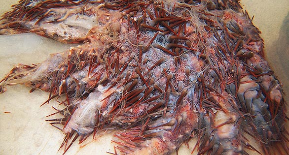 Killer Solution for Coral Reef Killer