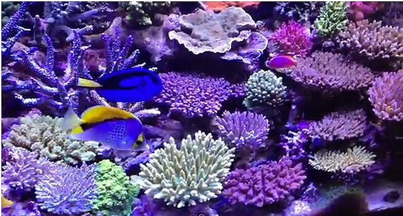 Video of Week Acropora Galore Reef
