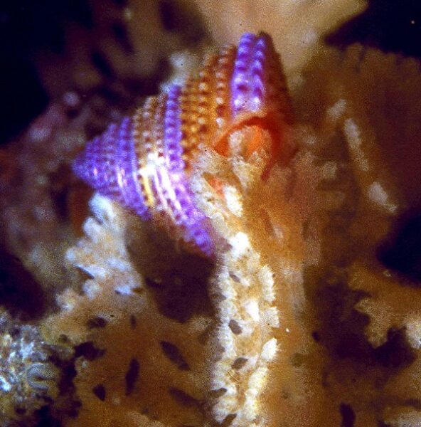 Calliostoma annulatum, purple top shell eating the bryozoan Phidalopora labiata