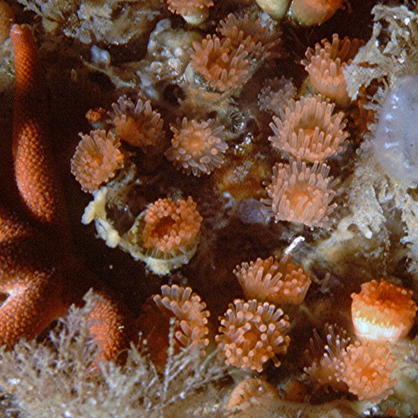 Non-hermatypic cup corals, on a subtidal cliff at a depth of about 30 m (100 ft).