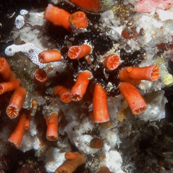 Non-hermatypic cup corals.