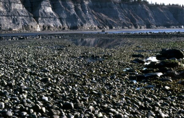 Bluff Point Study Area, Homer, Alaska.