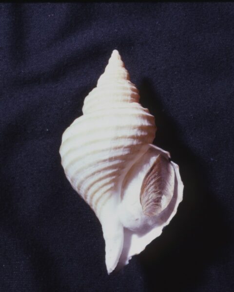 The Lyre Whelk, this specimen is from Puget Sound.