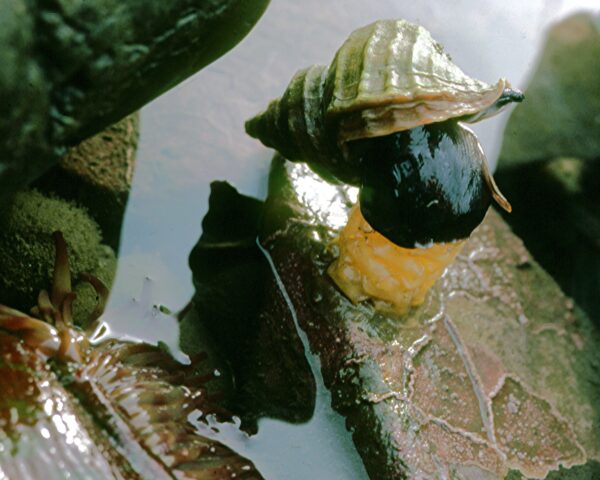 Female Neptunea pribiloffensis whelk depositing her egg capsule mass at the Homer, Alaska study area.