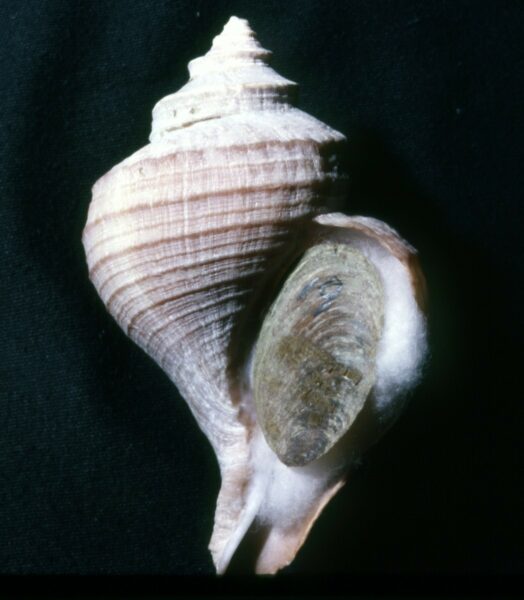 Neptunea pribiloffensis, the Pribiloff Whelk
