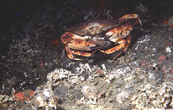 A red rock crab eating a scallop
