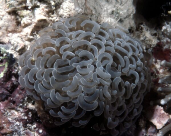 Euphyllia anchora