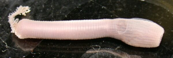 Priapulus caudatus