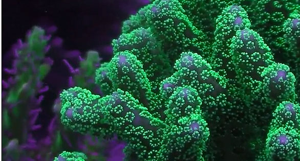 Featured CORAL Video: Reef Glows in Actinic Light