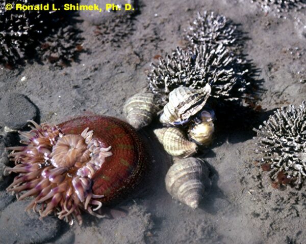 Snails laying eggs near a sea anemone