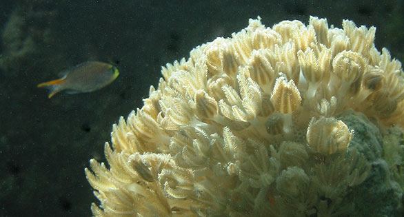 Heteroxenia fuscescens, a pulsing Xenid soft coral. Image: Photo2222 / Creative Commons.