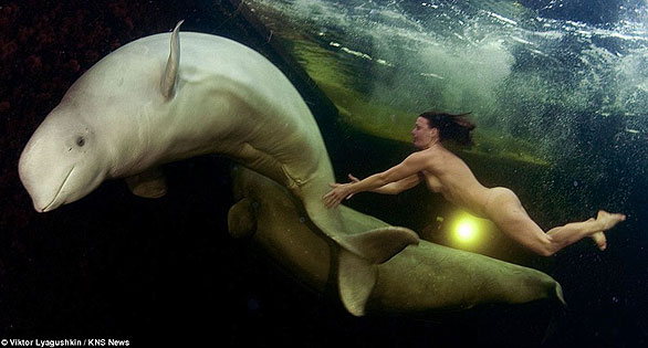 The beauty of nature: Like a scene from a classic pre-Raphaelite painting, naked Natalia Avseenko swims with beluga whales in the Arctic. Image © Viktor Lyaguskin/KNS News.
