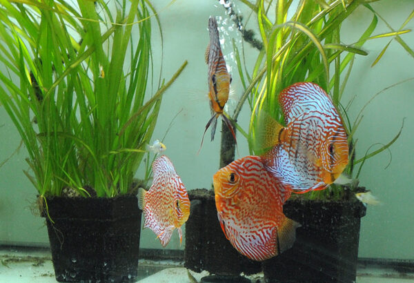 Some of the Discus residing in Watson's fishroom.