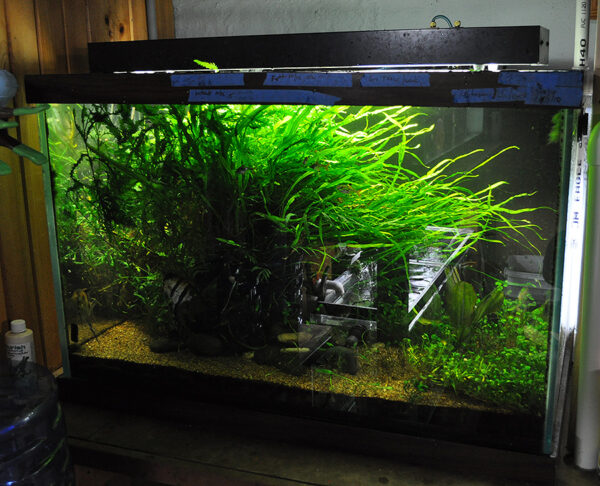 A heavily grown-in planted tank in Watson's fishroom, as it appeared last November.