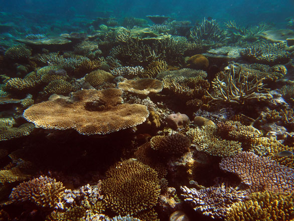 Fiji's Moala coral gardens, June 2013. Image by Dr. Andy Bruckner, Global Reef Expedition.