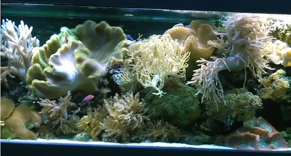 CORAL Video: Spectacular Softies Reef