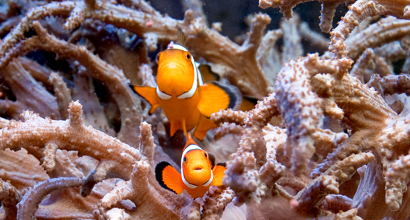 A pair of Tank Raised clowns nestle amongst the arms of a leather coral, Inside the 90 gallon reef tank at the Walnut St. Christian School.