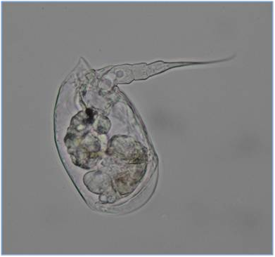 Colurella adriatica isolated from Tampa Bay zooplankton; approximately 45 microns wide and 90 microns long.  Photo credit: Eric J. Cassiano.