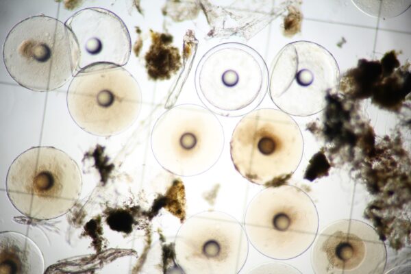 Non viable eggs of Milletseed Butterflyfish collected in the quarantine tank.