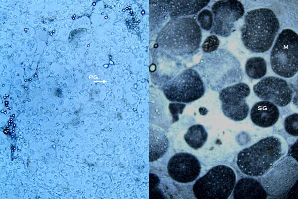 Oocyte samples taken by canulation of female Milletseed Butterflies. Left shows primary growth oocyts. Right shows mature oocytes.