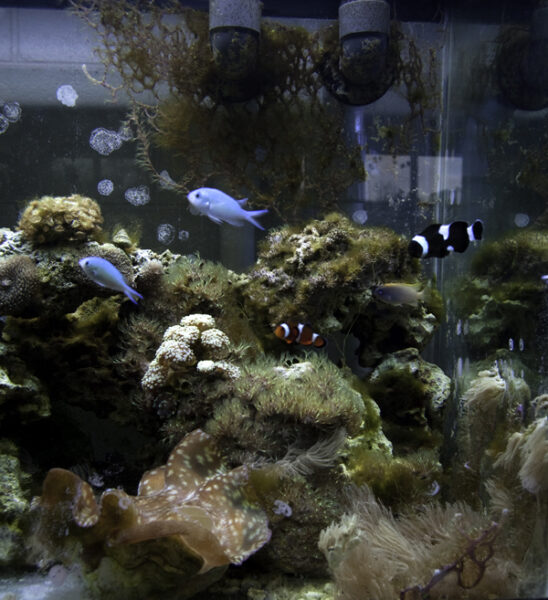 Close up of the 90 gallon reef tank at Lake Lehman Jr./ Sr. High School