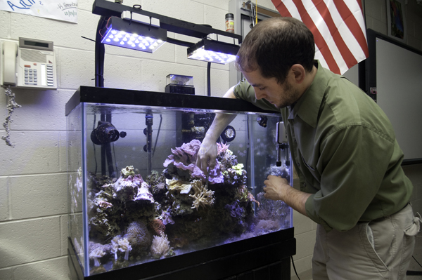Teacher Dwayne Kalinay reaches into the 65 gallon mini reef in his classroom.