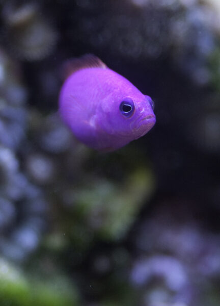 Orchid dottyback