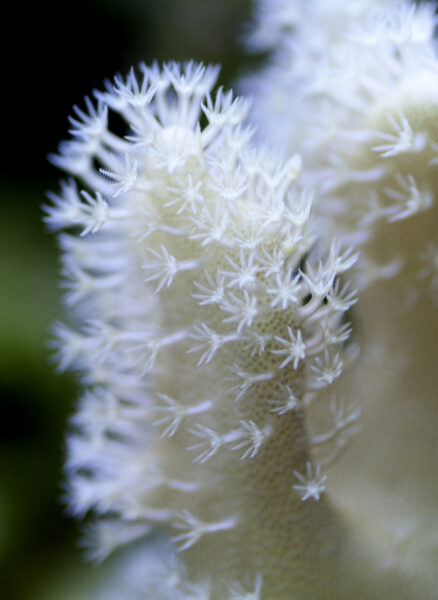 A close up of leather coral growing in the tanks at Lake Lehman Jr. Sr. High School.