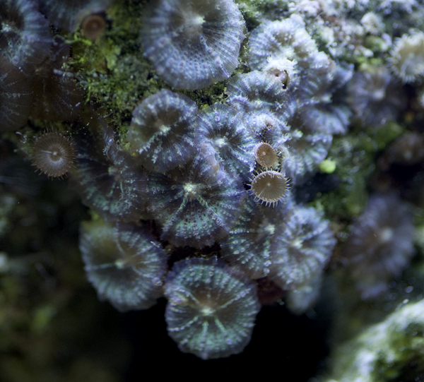 A colony of mushrooms in the classroom reef tanks at Lake Lehman Jr./Sr. High School.