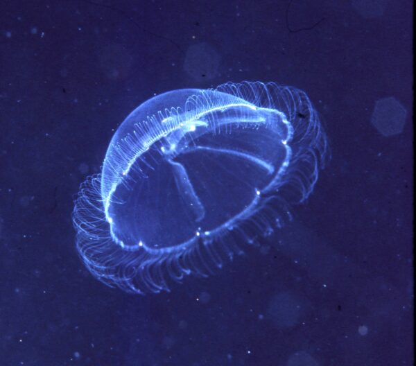 Moon jelly from Palau