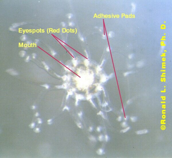 Snowflake medusa