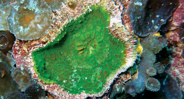 New Echinophyllia Stony Coral Species Found