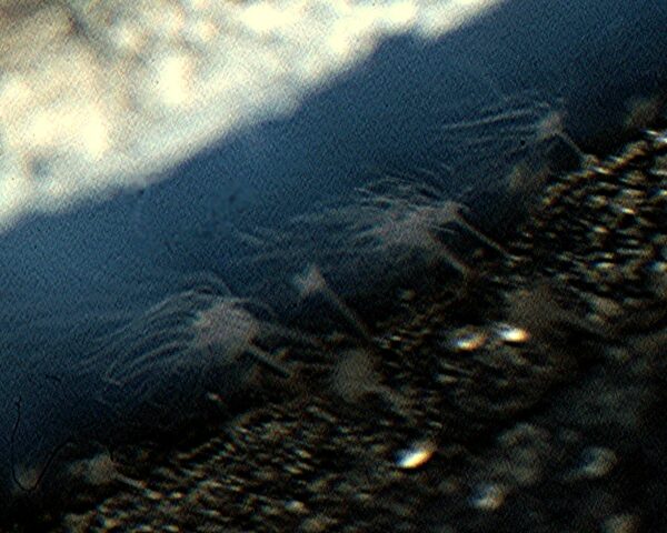 Unknown scyphistomae