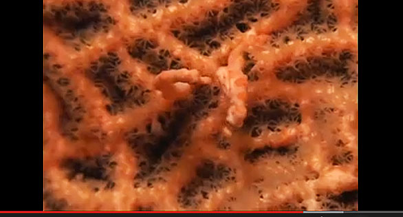 CORAL Featured Video: The Tiniest Seahorses