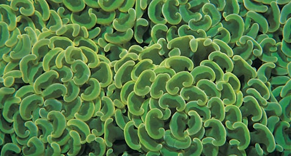 Branching Hammer Coral, Euphyllia parancora, described by the Center for Biological Diversity as one of many stony corals in need of protection from "taking": environmental harm, collection, importation, or interstate trade.  Image: Janine Cairns-Michael