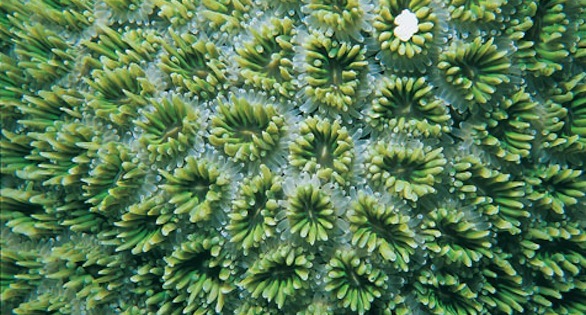 Galaxy Coral, Galaxea astreata: a rampant grower in many aquariums, but said to be endangered in nature. Image: Janine Cairns-Michael.