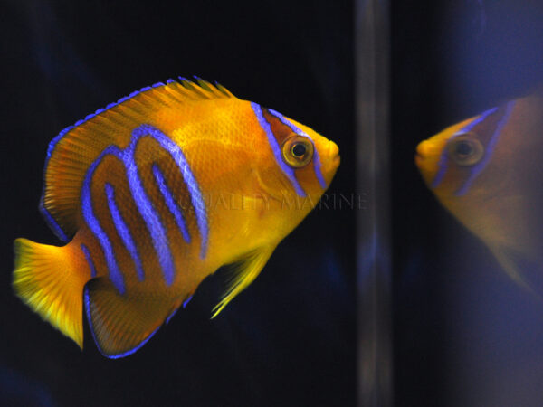 Aquacultured Clarion Angelfish from Bali Aquarich, images courtesy / copyright Quality Marine