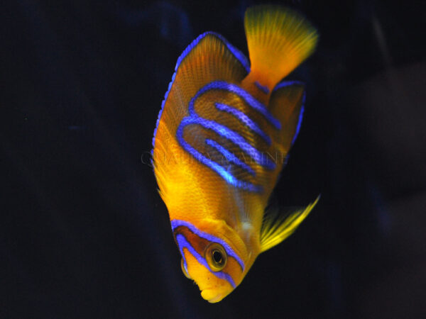 Aquacultured Clarion Angelfish from Bali Aquarich, images courtesy / copyright Quality Marine