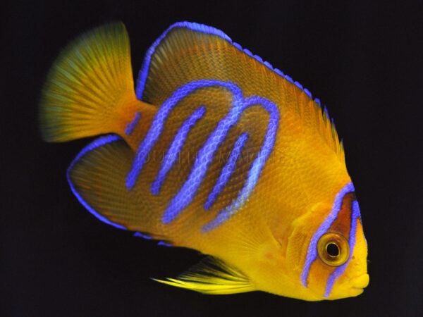 Aquacultured Clarion Angelfish from Bali Aquarich, images courtesy / copyright Quality Marine