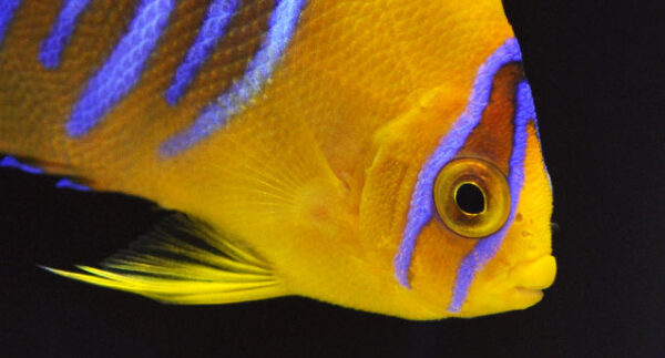 Aquacultured Clarion Angelfish from Bali Aquarich, images courtesy / copyright Quality Marine