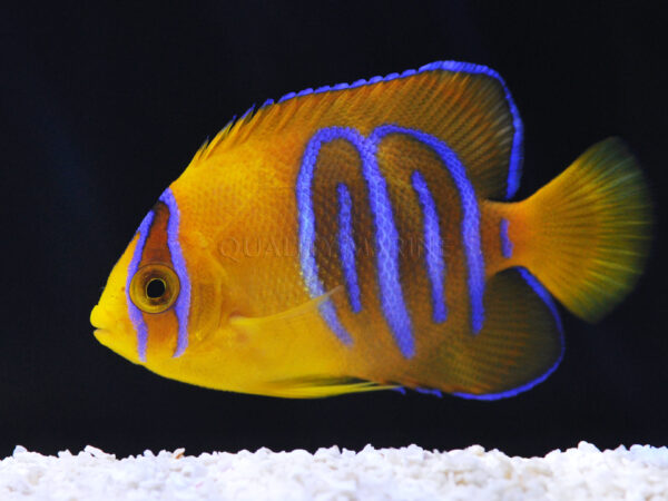 Aquacultured Clarion Angelfish from Bali Aquarich, images courtesy / copyright Quality Marine