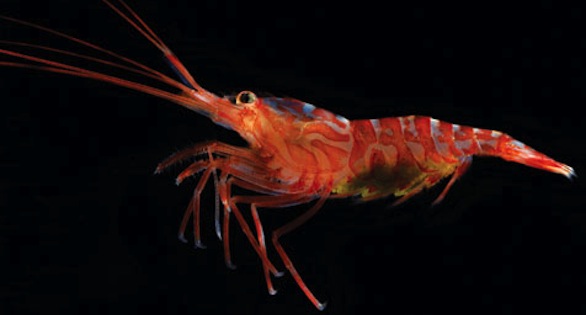 Lysmata hochi, a Peppermint Shrimp that some suggest is being over-harvested as a marine aquarium maintenance animal.