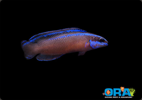 ORA's new Black Neon Dottyback is a hybrid of two popular Red Sea species.