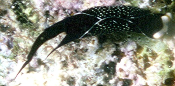 A small sea slug about 3 mm long.