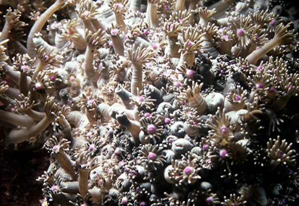 Goniopora on Yap.
